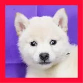 柴犬(標準サイズ)