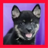 柴犬(標準サイズ)