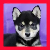 柴犬(標準サイズ)