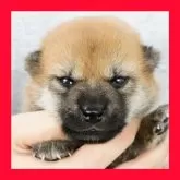 柴犬(標準サイズ)