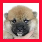 柴犬(標準サイズ)