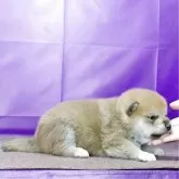 柴犬(標準サイズ)【徳島県・男の子・2025年3月5日・赤】の写真2「きょうだい犬たちと仲良く過ごしています。」