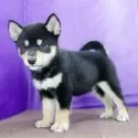 柴犬(標準サイズ)【徳島県・男の子・2025年8月1日・黒】の写真8「時折見せる笑顔が魅力的です」