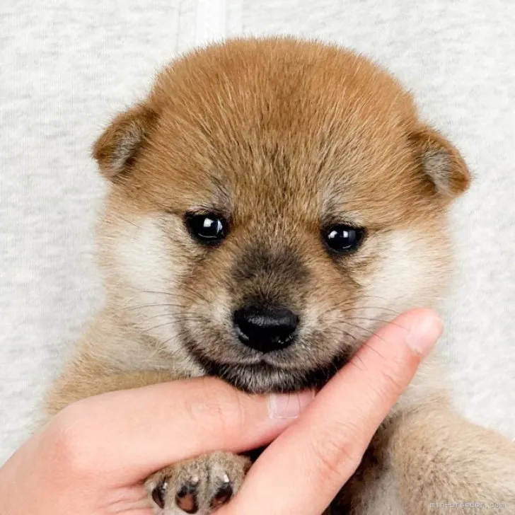 ゆう 様のお迎えした子犬