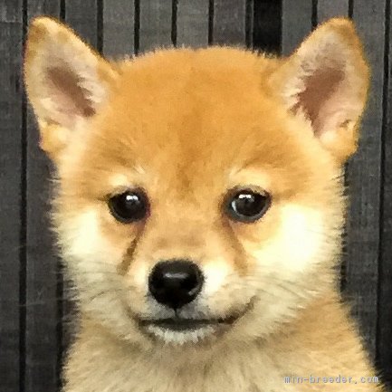 柴犬 徳島県 男の子 18年6月26日 赤 無料お届け対象犬 みんなのブリーダー 子犬id 1807