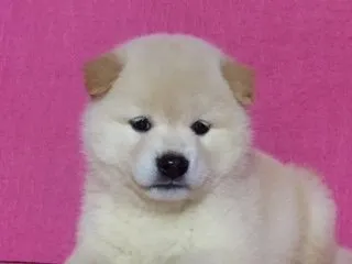 NEX 様のお迎えした子犬