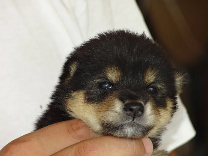 mui-mui 様のお迎えした子犬