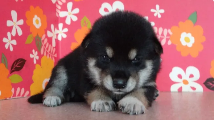 ID:1408-00655の子犬