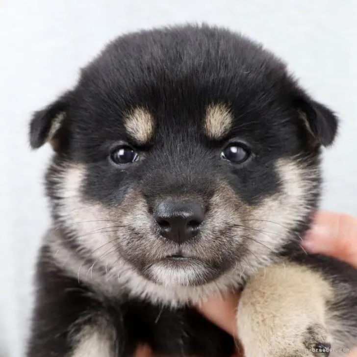 ID：2207-04149の子犬