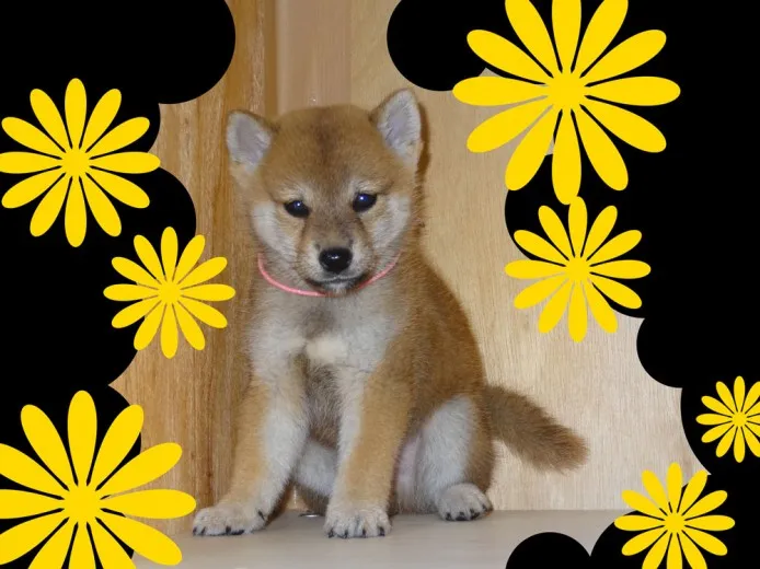 ID：1309-00833の子犬