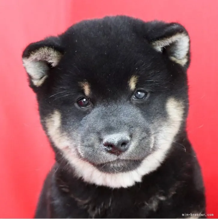 ID:2301-04159の子犬