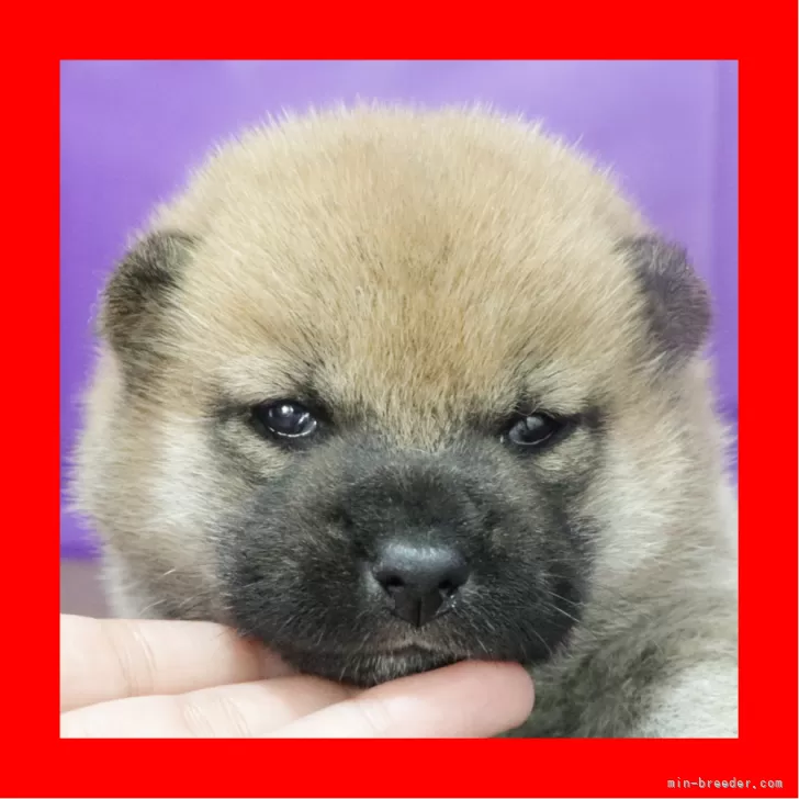 ID:2410-07749の子犬