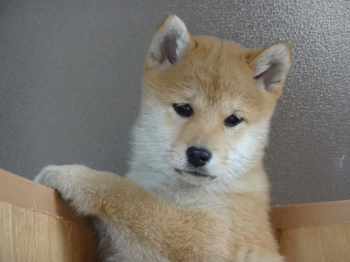 ID:1402-00528の子犬