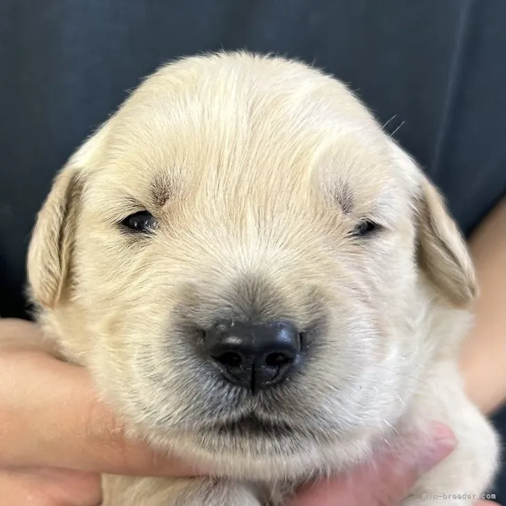 ID:2307-06807の子犬