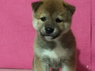 なおきん 様のお迎えした子犬
