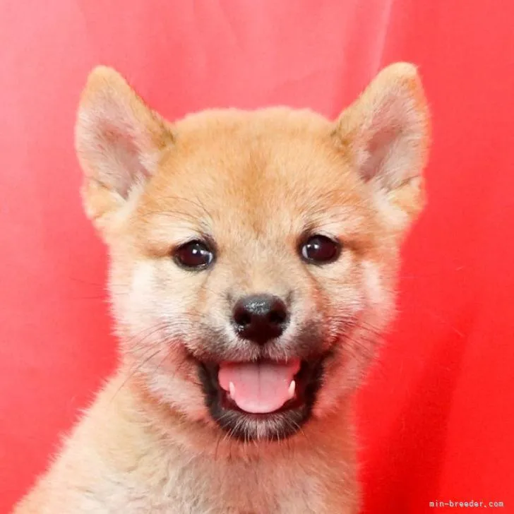 モモ 様のお迎えした子犬