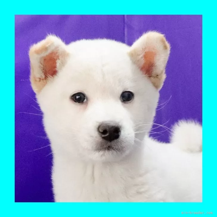 ID：2401-05133の子犬