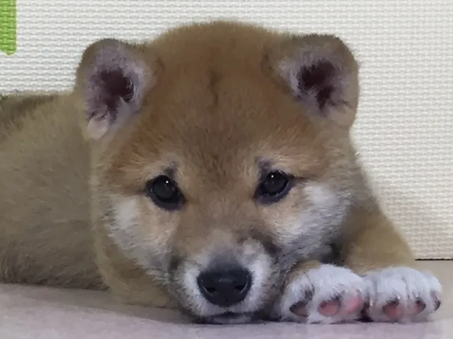 ID：1605-01420の子犬