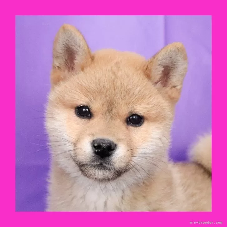ID:2311-03478の子犬