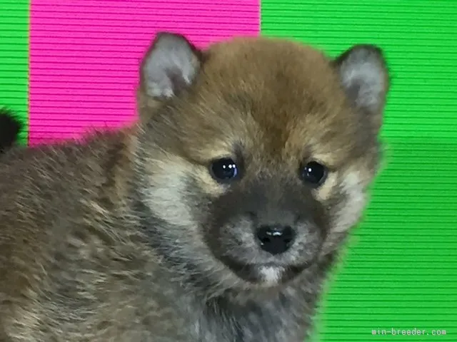 中々 様のお迎えした子犬