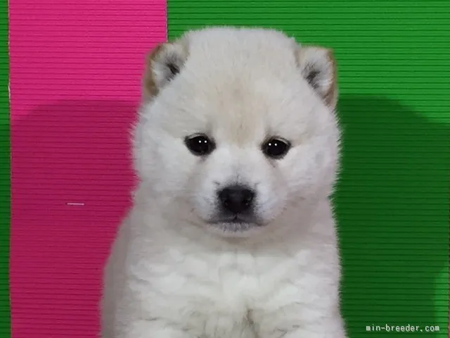 こぼり 様のお迎えした子犬