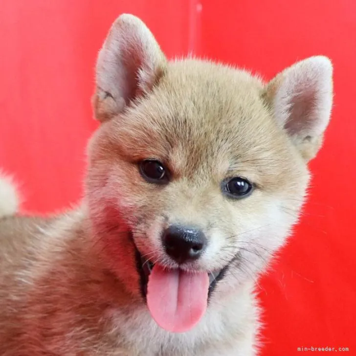 ID:2206-03650の子犬