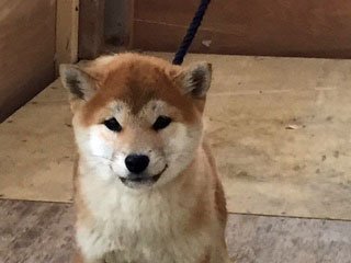 柴犬(標準サイズ)【徳島県・女の子・2014年10月22日・赤】の写真「美人予想！」