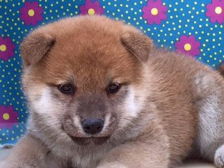 柴犬(標準サイズ)【徳島県・男の子・2015年1月27日・赤】の写真「美形予想男子」