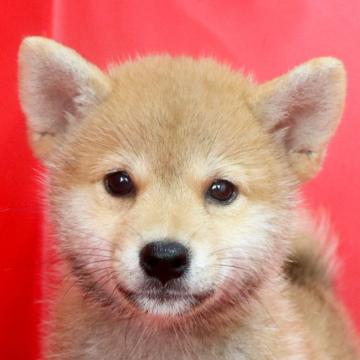 柴犬(標準サイズ)【徳島県・女の子・2022年6月27日・赤】の写真「●●千葉営業所でのご見学が可能です●●」