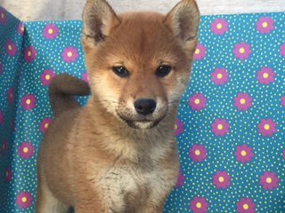 柴犬(標準サイズ)【徳島県・男の子・2015年1月6日・赤】の写真「古風」