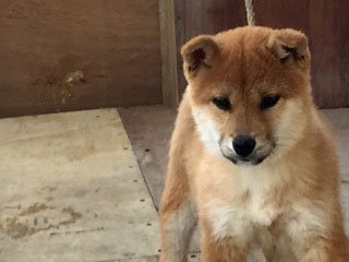 柴犬(標準サイズ)【徳島県・男の子・2014年12月4日・赤】の写真「可愛い男の子」