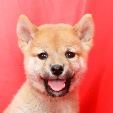 柴犬(標準サイズ)【徳島県・男の子・2022年7月18日・赤】の写真「●●千葉営業所でのご見学が可能です●●」