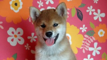 柴犬(標準サイズ)【徳島県・女の子・2014年6月11日・赤】の写真「元気はつらつ柴犬ガール」