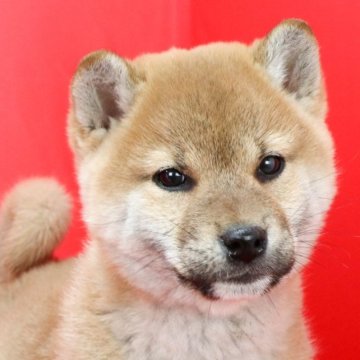 柴犬(標準サイズ)【徳島県・男の子・2022年12月24日・赤】の写真「●●徳島と千葉でのご見学が可能です●●」