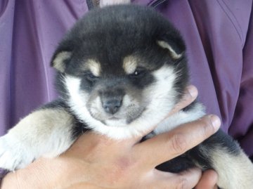 柴犬(標準サイズ)【徳島県・男の子・2014年1月24日・黒】の写真「どすこい元気な黒柴ボーイ」