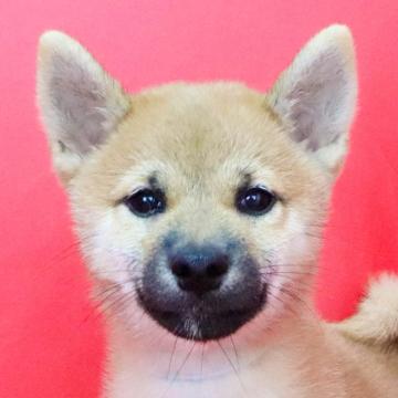 柴犬(標準サイズ)【徳島県・男の子・2022年7月4日・赤】の写真「●●千葉営業所でのご見学が可能です●●」