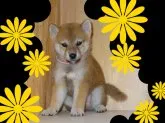 柴犬(標準サイズ)【徳島県・男の子・2013年8月2日・赤】の写真1