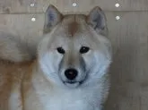 柴犬(標準サイズ)【徳島県・男の子・2013年8月2日・赤】の写真1