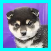 柴犬(標準サイズ)【徳島県・女の子・2023年12月23日・黒】の写真1「2月9日撮影」
