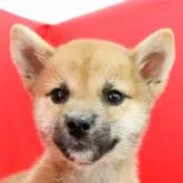 柴犬(標準サイズ)【徳島県・女の子・2022年7月29日・赤】の写真1「10月16日撮影」