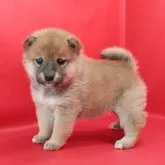 柴犬(標準サイズ)【徳島県・男の子・2023年4月9日・赤】の写真2「5月11日撮影」