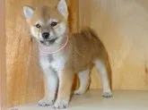 柴犬(標準サイズ)【徳島県・男の子・2013年8月2日・赤】の写真2