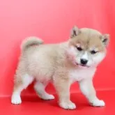 柴犬(標準サイズ)【徳島県・男の子・2022年12月7日・赤】の写真3「1月22日撮影」