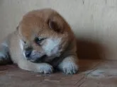 柴犬(標準サイズ)【徳島県・女の子・2014年4月8日・赤】の写真3