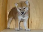 柴犬(標準サイズ)【徳島県・男の子・2013年8月2日・赤】の写真3