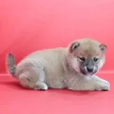 柴犬(標準サイズ)【徳島県・男の子・2023年4月9日・赤】の写真3「5月11日撮影」