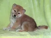 柴犬(標準サイズ)【徳島県・男の子・2013年6月16日・◆赤◆】の写真3