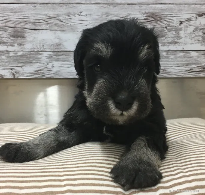 ID:2109-03794の子犬