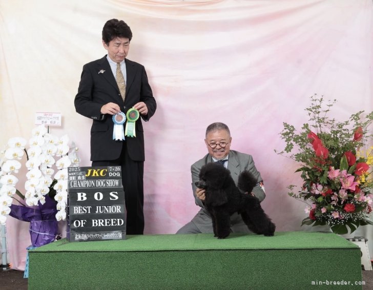 仲田　広治(なかだ　ひろじ)ブリーダー(沖縄県・ビションフリーゼなど・JKC登録)の紹介写真2