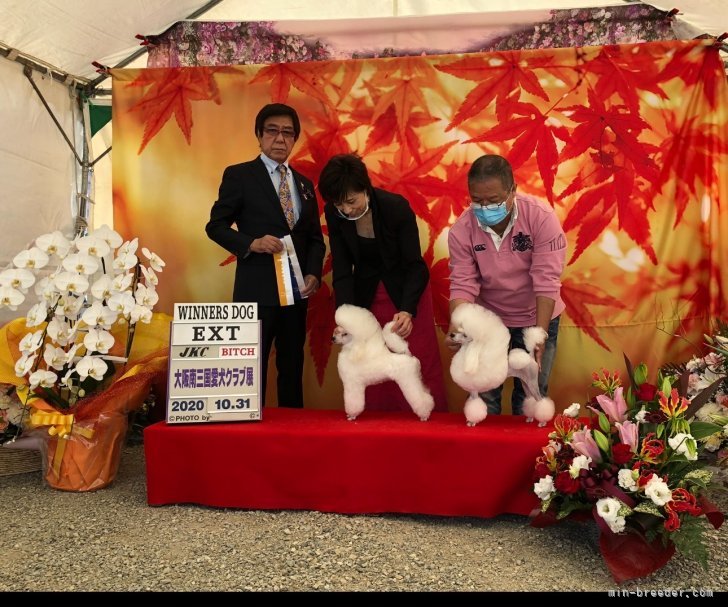 仲田　広治(なかだ　ひろじ)ブリーダー(沖縄県・ビションフリーゼなど・JKC登録)の紹介写真3